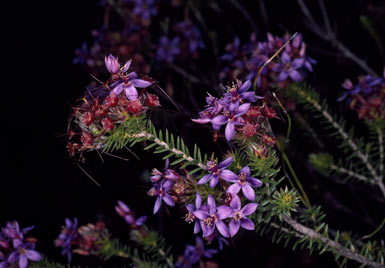 APII jpeg image of Calytrix sapphirina  © contact APII