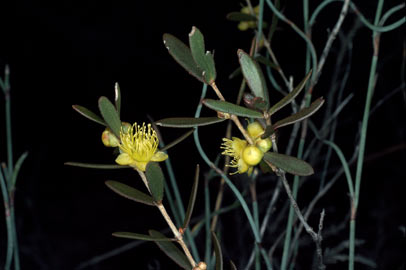 APII jpeg image of Hypocalymma xanthopetalum  © contact APII