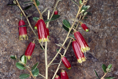 APII jpeg image of Nematolepis phebalioides  © contact APII