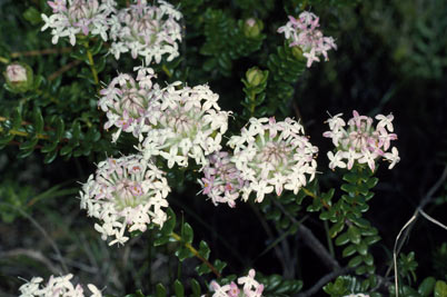 APII jpeg image of Pimelea ferruginea  © contact APII