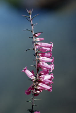 APII jpeg image of Epacris impressa  © contact APII