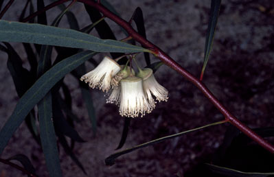 APII jpeg image of Eucalyptus synandra  © contact APII