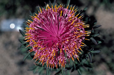 APII jpeg image of Isopogon dubius  © contact APII