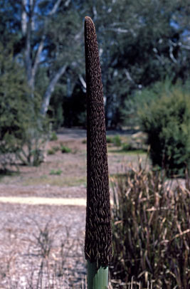 APII jpeg image of Xanthorrhoea glauca subsp. glauca  © contact APII