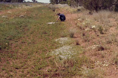 APII jpeg image of Elacholoma prostrata  © contact APII