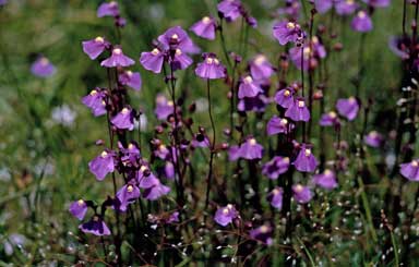 APII jpeg image of Utricularia dichotoma  © contact APII