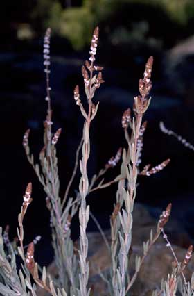 APII jpeg image of Newcastelia interrupta  © contact APII