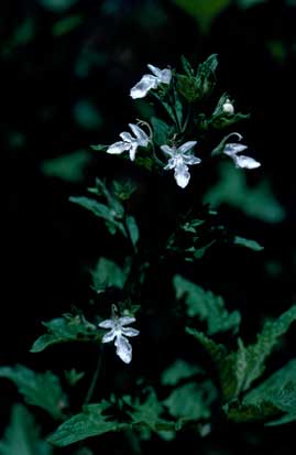 APII jpeg image of Teucrium corymbosum  © contact APII