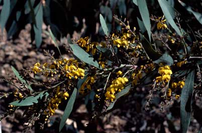 APII jpeg image of Daviesia laxiflora  © contact APII