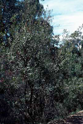 APII jpeg image of Daviesia laxiflora  © contact APII