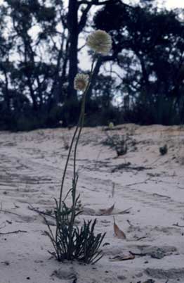 APII jpeg image of Ptilotus macrocephalus  © contact APII