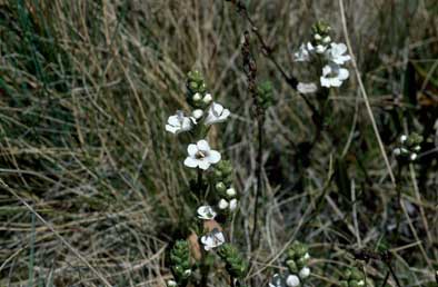 APII jpeg image of Euphrasia collina subsp. paludosa  © contact APII