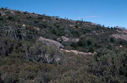 APII jpeg image of Hakea lissosperma  © contact APII