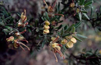 APII jpeg image of Grevillea lanigera  © contact APII