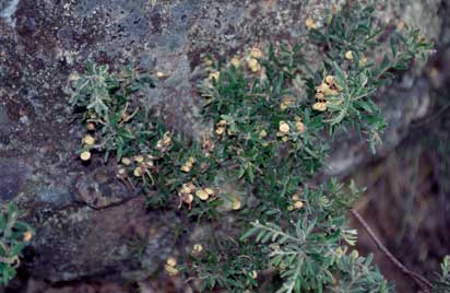 APII jpeg image of Grevillea lanigera  © contact APII