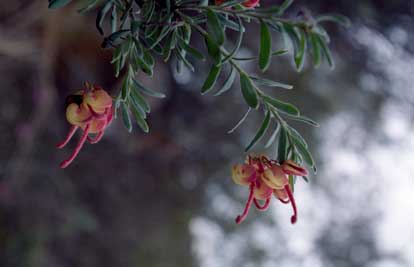 APII jpeg image of Grevillea lanigera  © contact APII