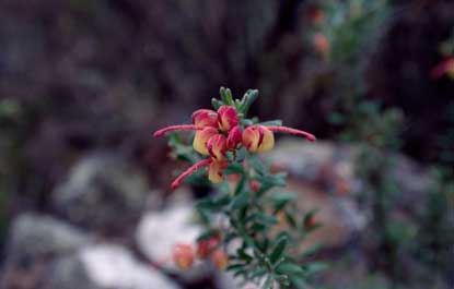 APII jpeg image of Grevillea lanigera  © contact APII