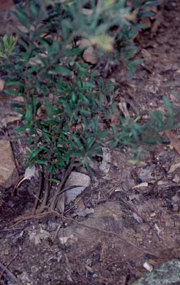 APII jpeg image of Grevillea  © contact APII