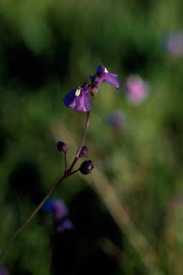 APII jpeg image of Utricularia dichotoma  © contact APII