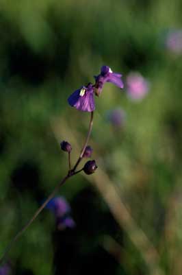 APII jpeg image of Utricularia dichotoma  © contact APII