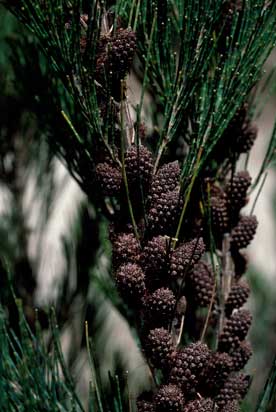 APII jpeg image of Allocasuarina zephyrea  © contact APII