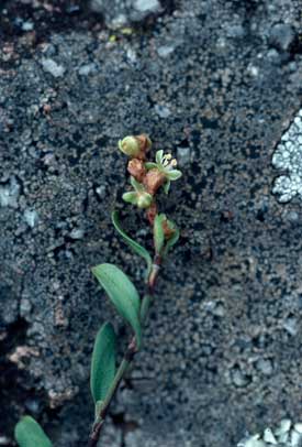 APII jpeg image of Muehlenbeckia tuggeranong  © contact APII