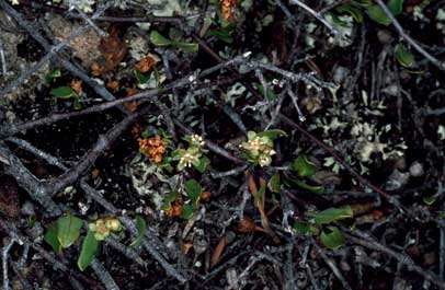 APII jpeg image of Muehlenbeckia tuggeranong  © contact APII