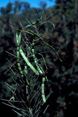 APII jpeg image of Acacia boormanii  © contact APII