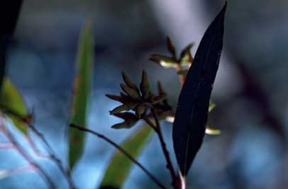 APII jpeg image of Eucalyptus nandewarica  © contact APII