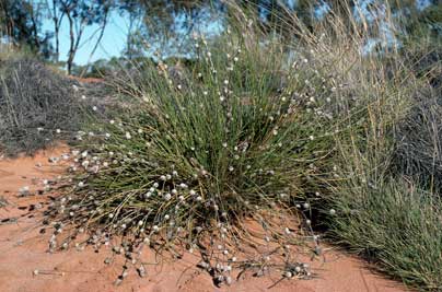 APII jpeg image of Lomandra leucocephala subsp. robusta  © contact APII