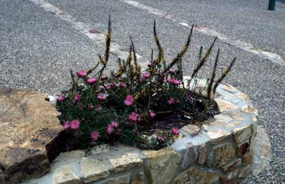 APII jpeg image of Isopogon dubius,<br/>Adenanthos detmoldii  © contact APII