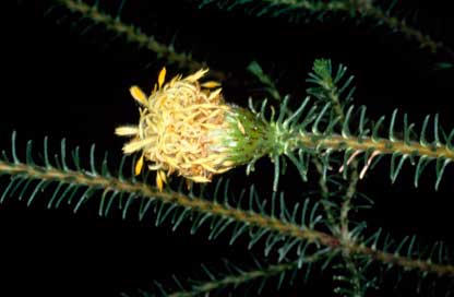 APII jpeg image of Petrophile ericifolia  © contact APII