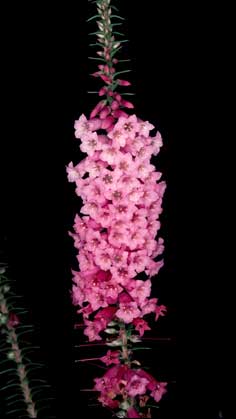 APII jpeg image of Epacris impressa  © contact APII