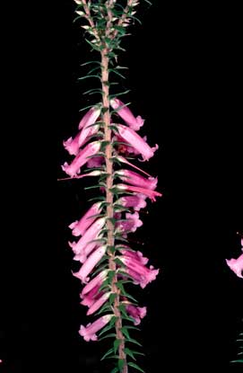 APII jpeg image of Epacris impressa  © contact APII