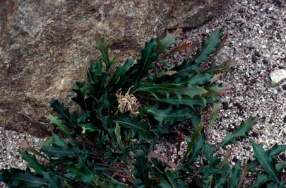 APII jpeg image of Grevillea renwickiana  © contact APII