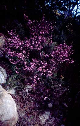 APII jpeg image of Boronia ledifolia  © contact APII