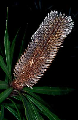 APII jpeg image of Banksia plagiocarpa  © contact APII