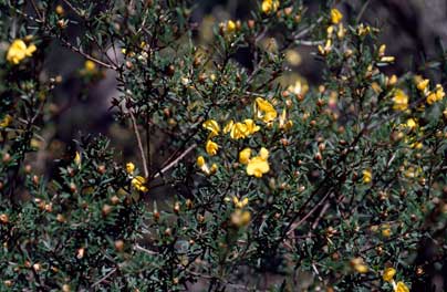 APII jpeg image of Pultenaea benthamii  © contact APII