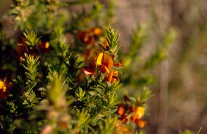 APII jpeg image of Pultenaea campbellii  © contact APII