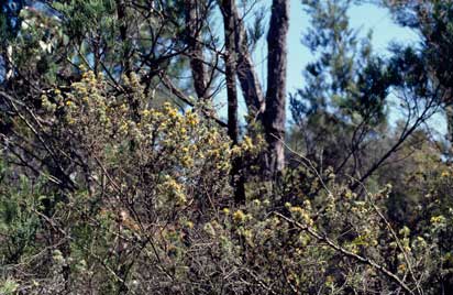 APII jpeg image of Pultenaea daltonii  © contact APII