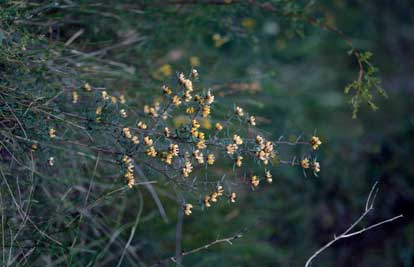 APII jpeg image of Pultenaea linophylla  © contact APII