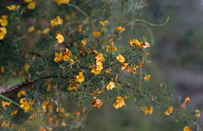 APII jpeg image of Pultenaea juniperina  © contact APII