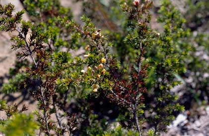 APII jpeg image of Pultenaea juniperina  © contact APII