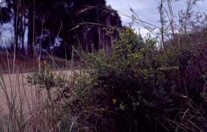 APII jpeg image of Pultenaea parviflora  © contact APII