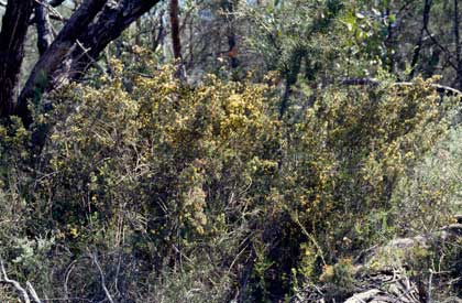 APII jpeg image of Pultenaea patellifolia  © contact APII