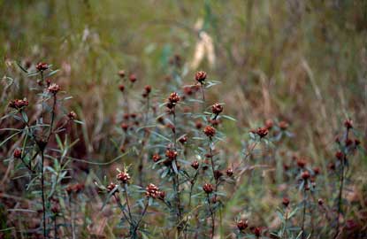 APII jpeg image of Pultenaea paleaceaa var. robusta  © contact APII