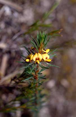 APII jpeg image of Pultenaea penna  © contact APII