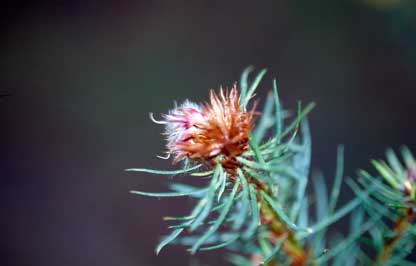 APII jpeg image of Pultenaea stipularis  © contact APII