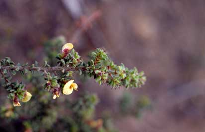 APII jpeg image of Pultenaea trifida  © contact APII