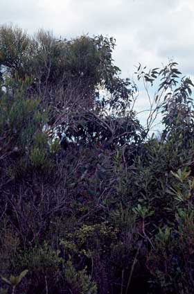 APII jpeg image of Pultenaea trifida  © contact APII